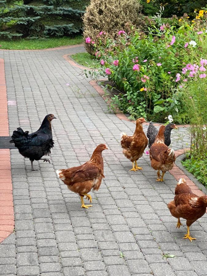 Agroturystyka Pod Podkowa Villa Mrągowo Buitenkant foto